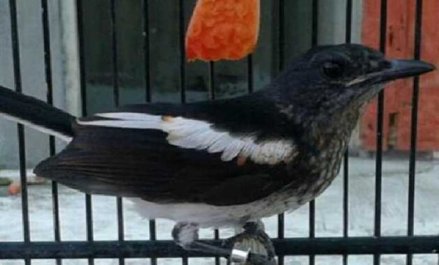 buah untuk burung kacer