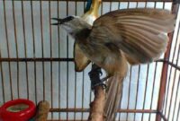 √ Cara Merawat Burung Trucukan Agar Cepat Gacor dan Jinak - Kicaumania.net