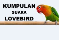 Download Suara Lovebird