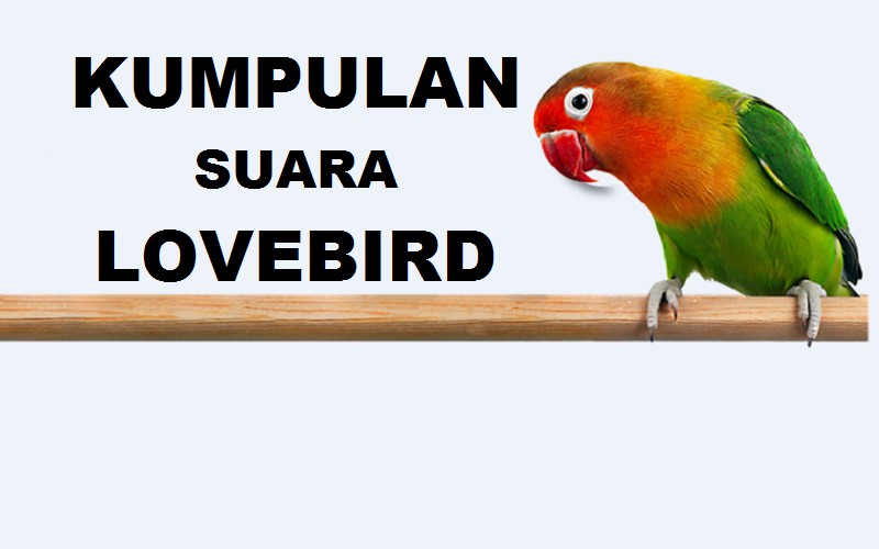 Download Suara Burung Lovebird Ngekek Panjang Mp3 Untuk Masteran