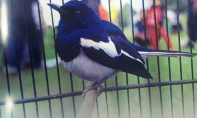 burung-kacer-mbagong