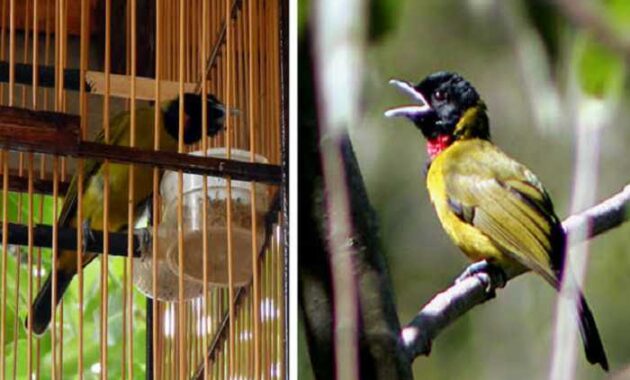 suara-burung-samyong
