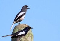 Download Suara Burung Kacer