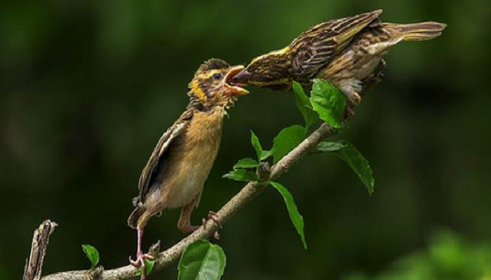 Makanan Burung Manyar