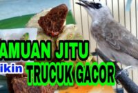 √ Makanan Burung Trucukan Agar Rajin Berkicau dan Ngeropel - Kicaumania.net