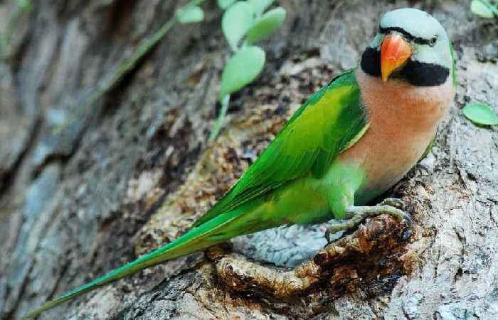 √ Burung Betet: Habitat, Ciri, Jenis, Suara, Harga dan Perawatannya -  Kicaumania.net