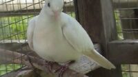burung perkutut putih