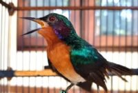 kolibri wuluh