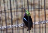 Settingan Kolibri untuk Lomba Agar Gacor