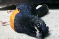 cara mencegah burung mati mendadak