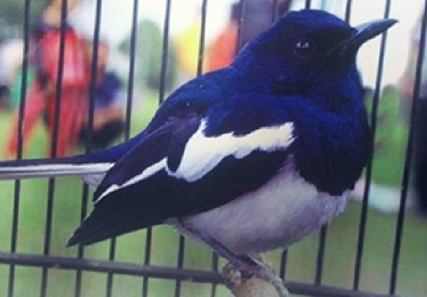 gambar burung gemuk