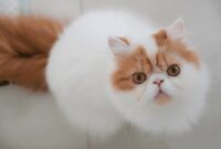 Ciri-ciri Kucing Persia Peaknose dan Harganya
