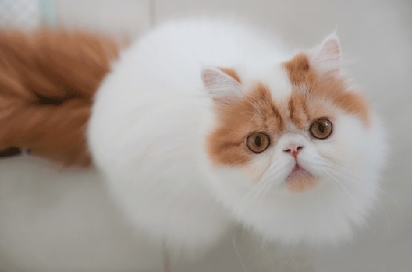 Ciri-ciri Kucing Persia Peaknose dan Harganya