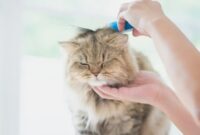 cara merawat bulu kucing