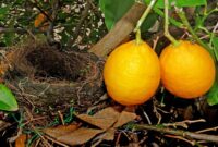 Cara Membuat Desinfektan Alami untuk Burung dari Buah Lemon
