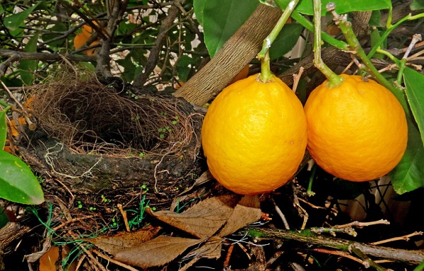 Cara Membuat Desinfektan Alami untuk Burung dari Buah Lemon