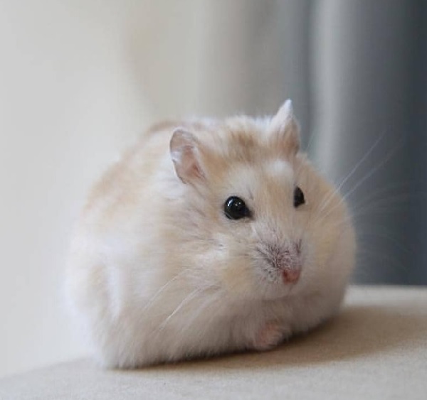 Hamster Hybrid