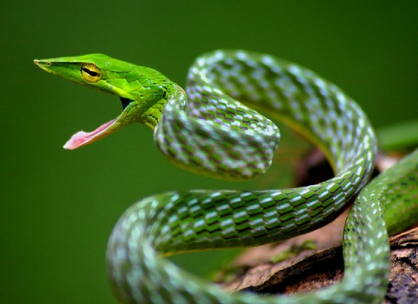 ular sawah pucuk