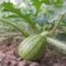 cara menanam semangka