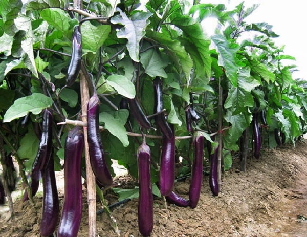 cara menanam terong ungu